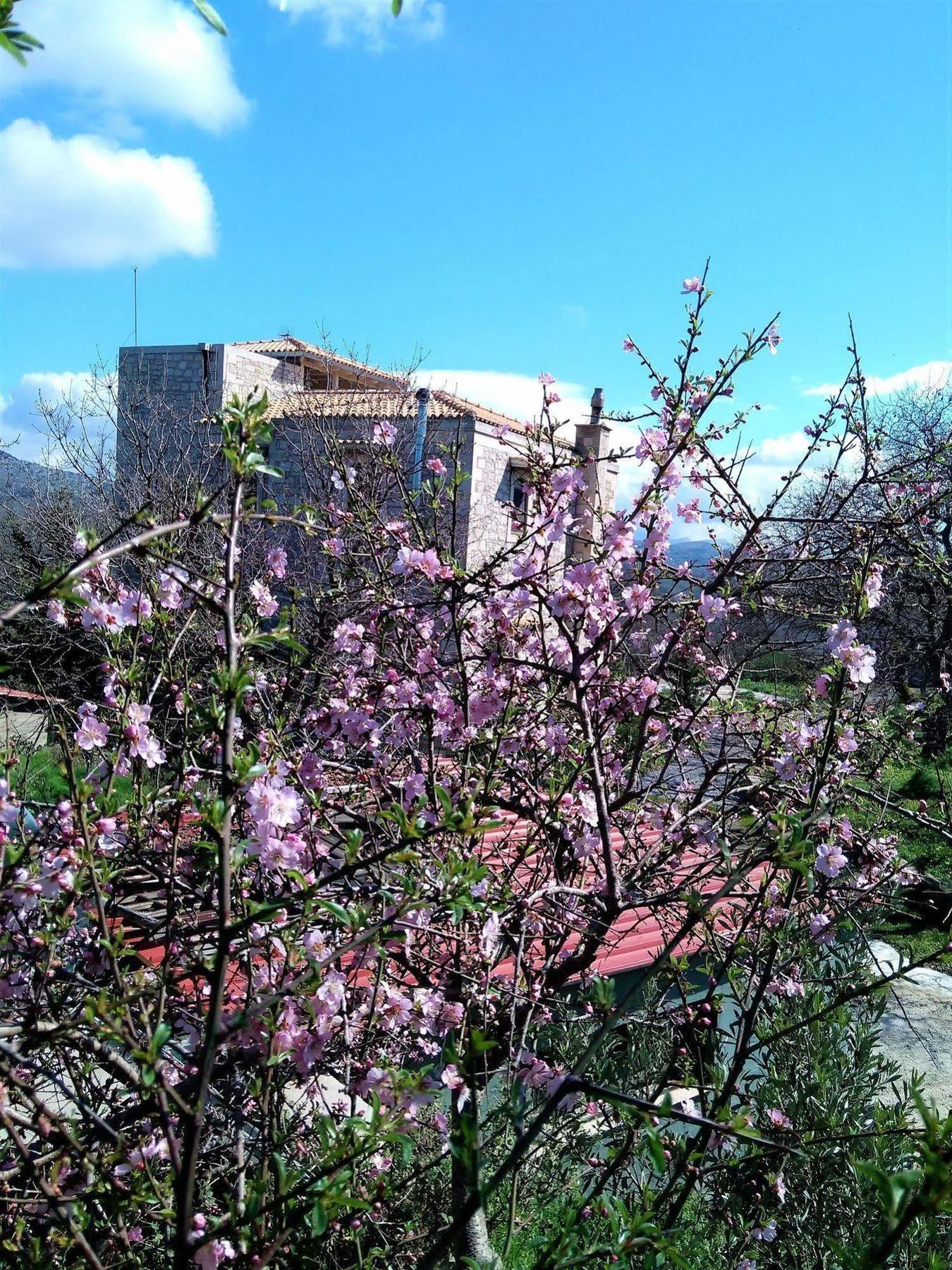 Villa Ermis - The Cretan Castello Kástellos Eksteriør billede